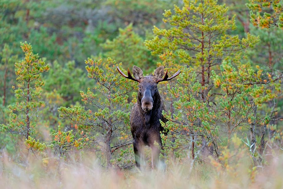 Utebliven rapportering av fällda älgar kan ge böter, menar Naturvårdsverket.