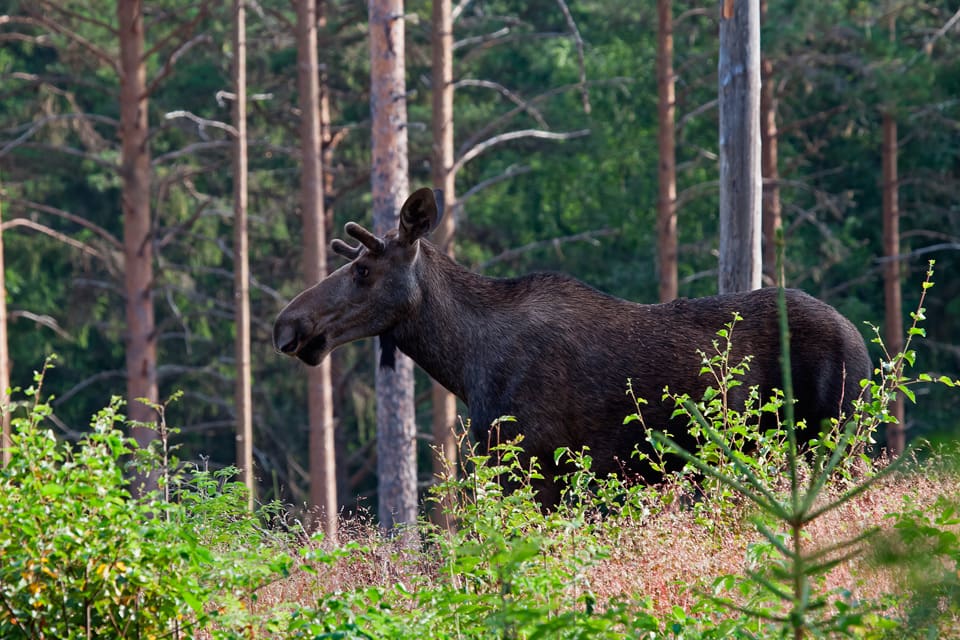 Jägarna i Skåne skjuter för många älgar, anser en representant i Nationella Viltolycksrådet och en i Viltförvaltningsdelegationen i länet.