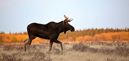 Många är kritiska till beslutet om älgplombering.
