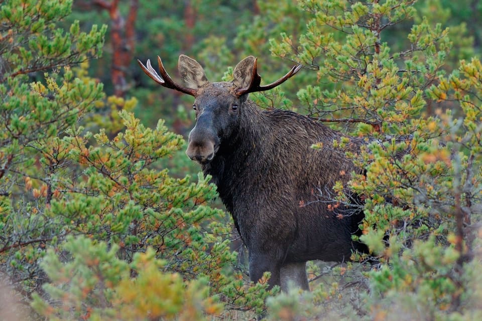 Naturvårdsverket ska se över fällavgifterna för älg för att se om de kan bli mer lika över hela landet.