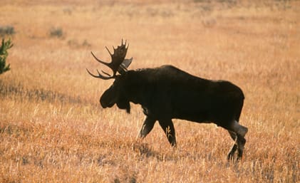 Älgjakten omsätter stora summor. I snitt är jägare beredda att betala 7 000 kronor för sin jakt, och det älgkött som jakten ger är värd närmare en halv miljard, varje år.