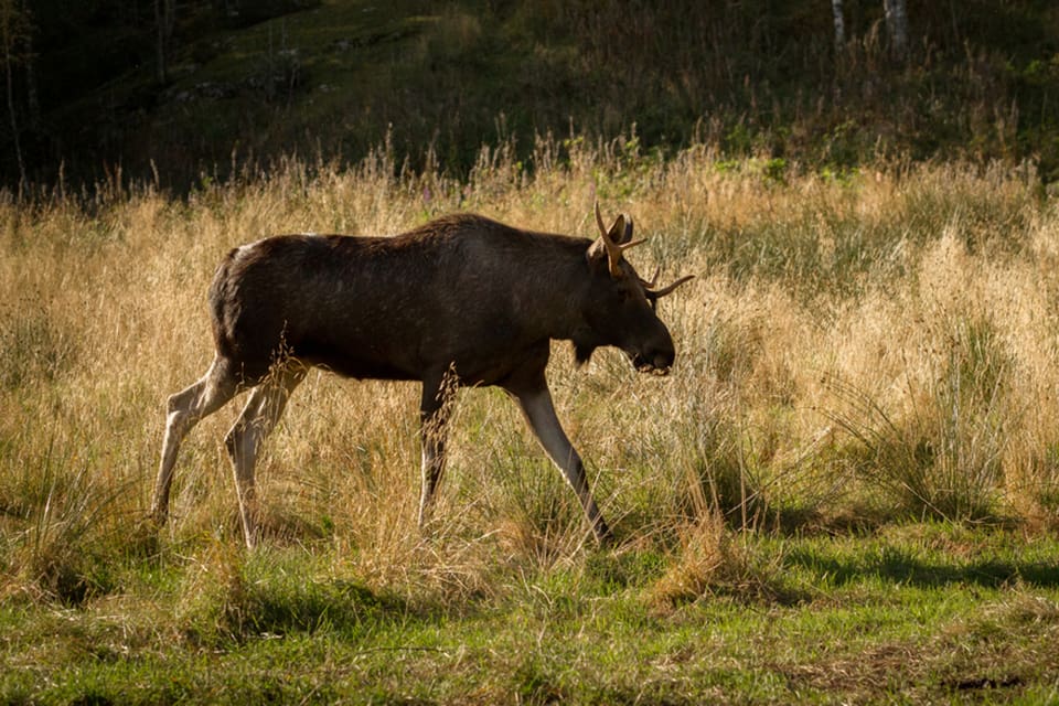 SVA vill ha in prover från fällda älgar för att se om sjukdomen CWD har nått Sverige.