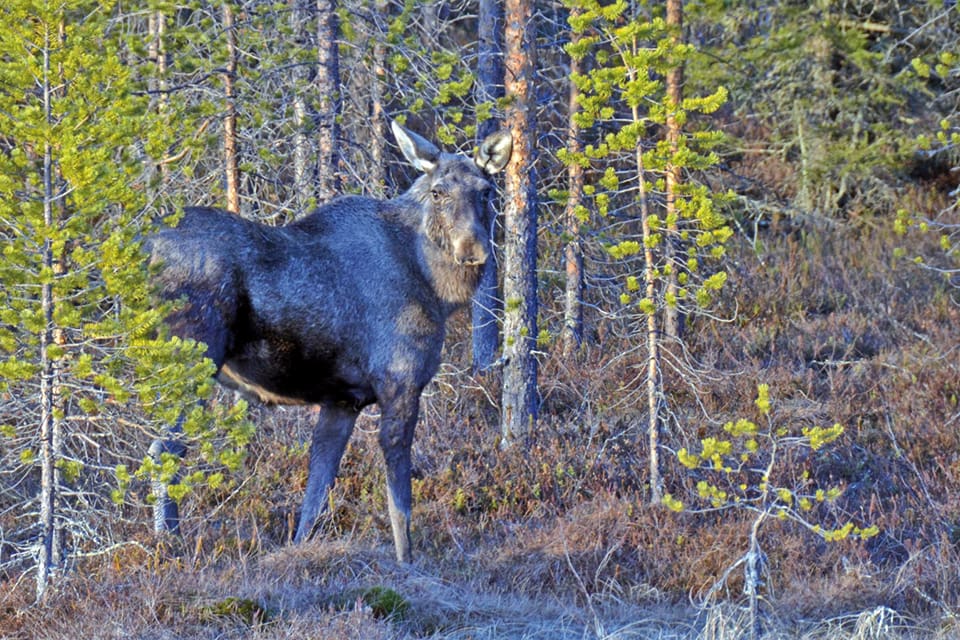 3 600 älgar får fällas i Värmland i höst och vinter. Det är 300 fler än förra året.