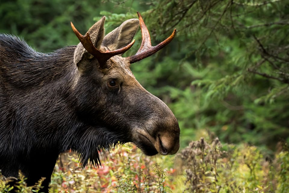 Det går tydligen att fuska med de plomber som fällda älgar ska märkas med i Norrbotten. Att det går att fuska gör att allt fler ifrågasätter vitsen med det redan så kritiserade systemet.