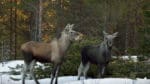 Måttet är rågat, tycker de 20 jaktlag som har skrivit under en protestskrivelse mot skyddsjakten på älg i Västerbotten.