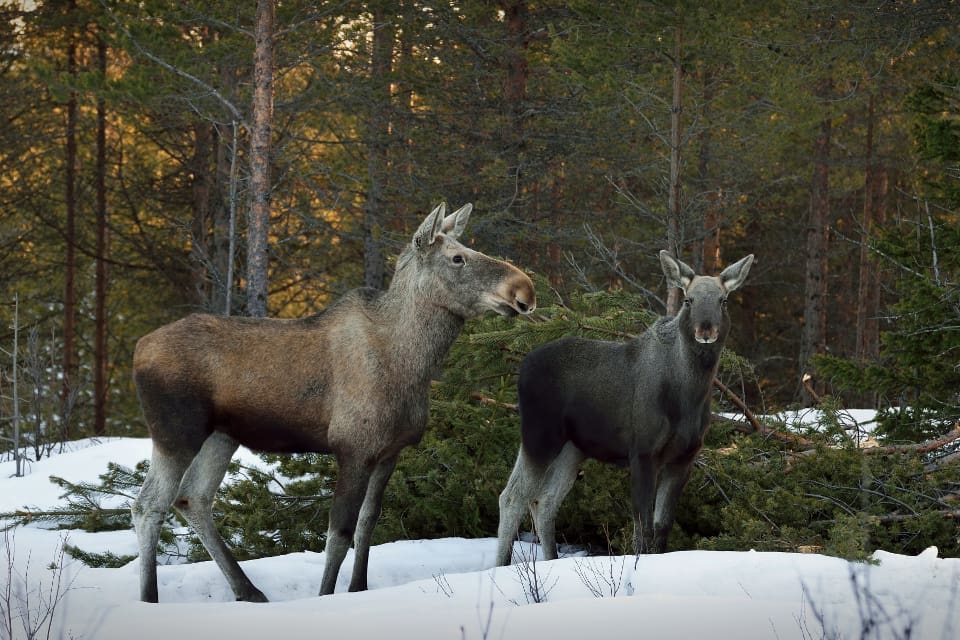 Måttet är rågat, tycker de 20 jaktlag som har skrivit under en protestskrivelse mot skyddsjakten på älg i Västerbotten.