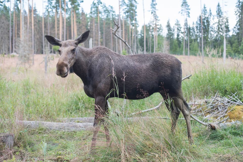 Jaktledaren i Huddinge kommuns jaktlag hade velat ha en högre älgtilldelning