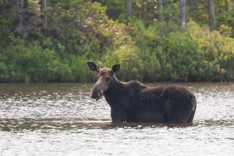 Älgstammen i nordöstra USA och Kanada minskar på grund av alla fästingar.