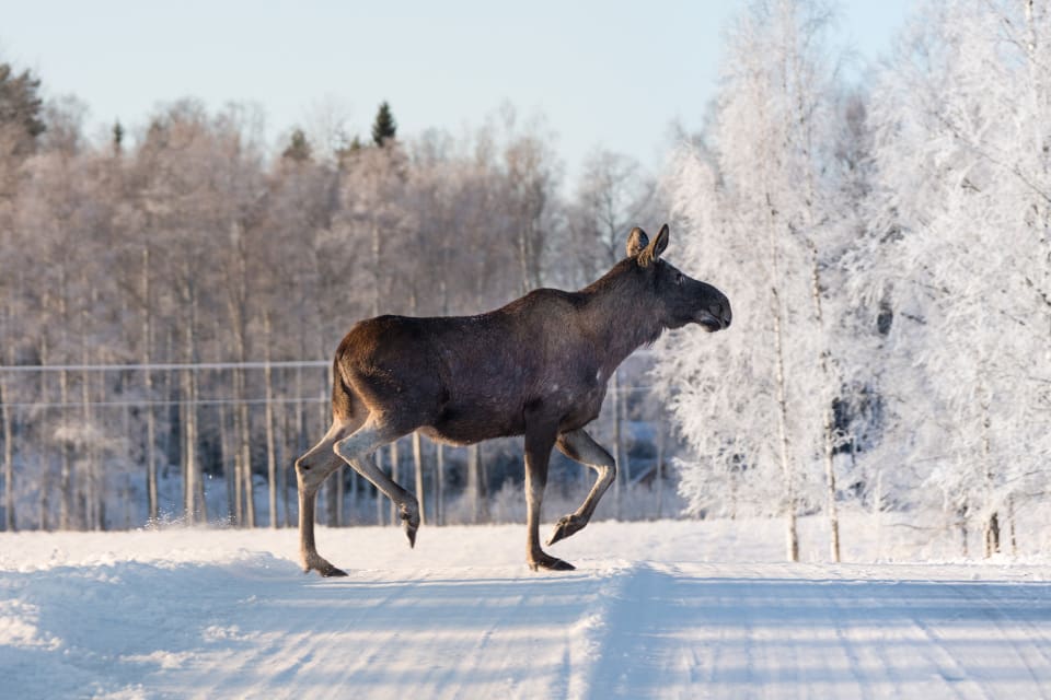 Naturvårdsverkets beslut innebär bland annat att max 400 älgar får fångas och förses med sändare i forskningssyfte.