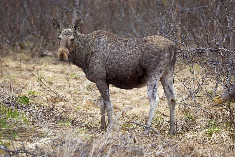 CWD har påvisats hos vildren, älg och kronhjort i Norge och hos älg i Finland. Samtliga påvisade fall på älg och kronhjort har hitintills varit på äldre djur.