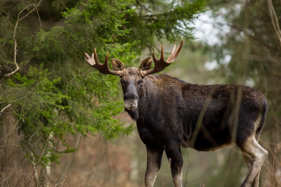 Samtliga vuxna älgar som fälls i Arjeplog och Arvidsjaur i år ska testas för CWD.