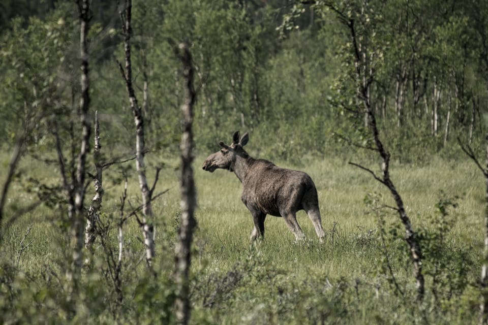 ”Trots att älgen uppenbarligen minskat kraftigt bedömer vi inte att det finns någon egentlig utdöenderisk", påpekar Artdatabanken.