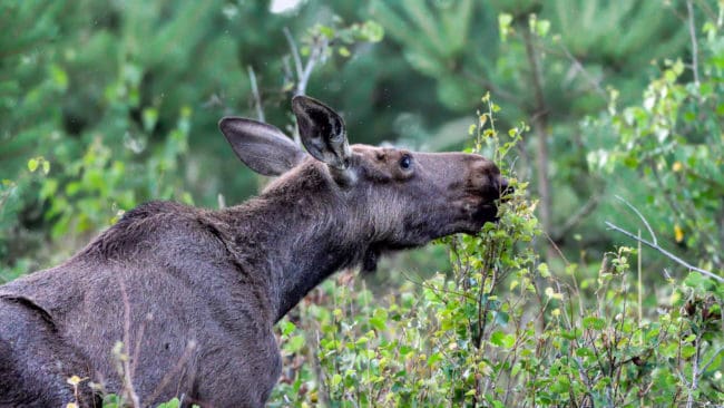 Kampanjen Rädda älgen är för ensidig, tycker Skogsstyrelsens viltgrupp.