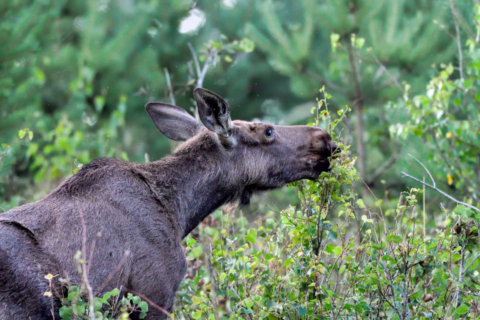 Kampanjen Rädda älgen är för ensidig, tycker Skogsstyrelsens viltgrupp.