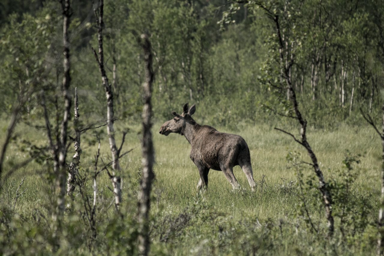 Under den pågående CWD-övervakningen på viltlevande hjortdjur i Sverige undersöker Statens veterinärmedicinska anstalt, SVA, prov från djurets hjärnstam och käklymfknutor.