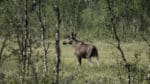 Under den pågående CWD-övervakningen på viltlevande hjortdjur i Sverige undersöker Statens veterinärmedicinska anstalt, SVA, prov från djurets hjärnstam och käklymfknutor.