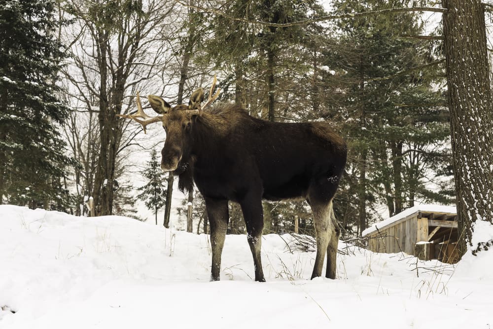 30 älgar har samlats på 1 200 hektar i Nordmaling.