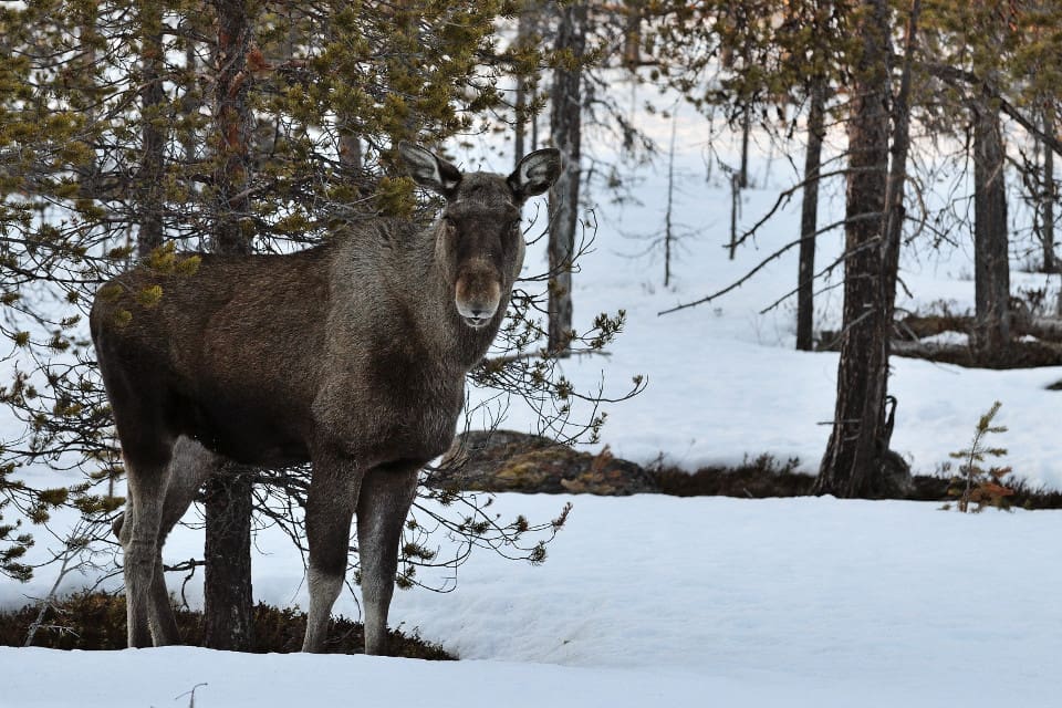 Länsstyrelsen anser att förutsättningarna inte är uttömda för att arbeta på ett annat sätt med älgbetesskadorna.