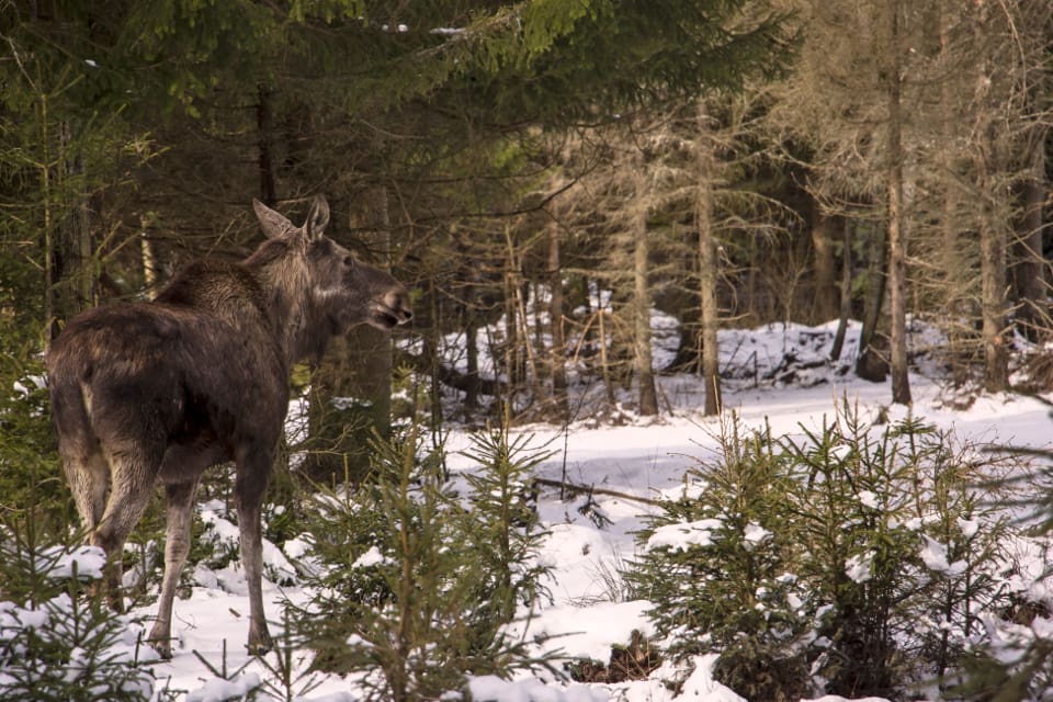 Sveaskog har på kort tid fått avslag på sina ansökningar om "skyddsavskjutning" av älg i både Norrbotten och Västerbotten.