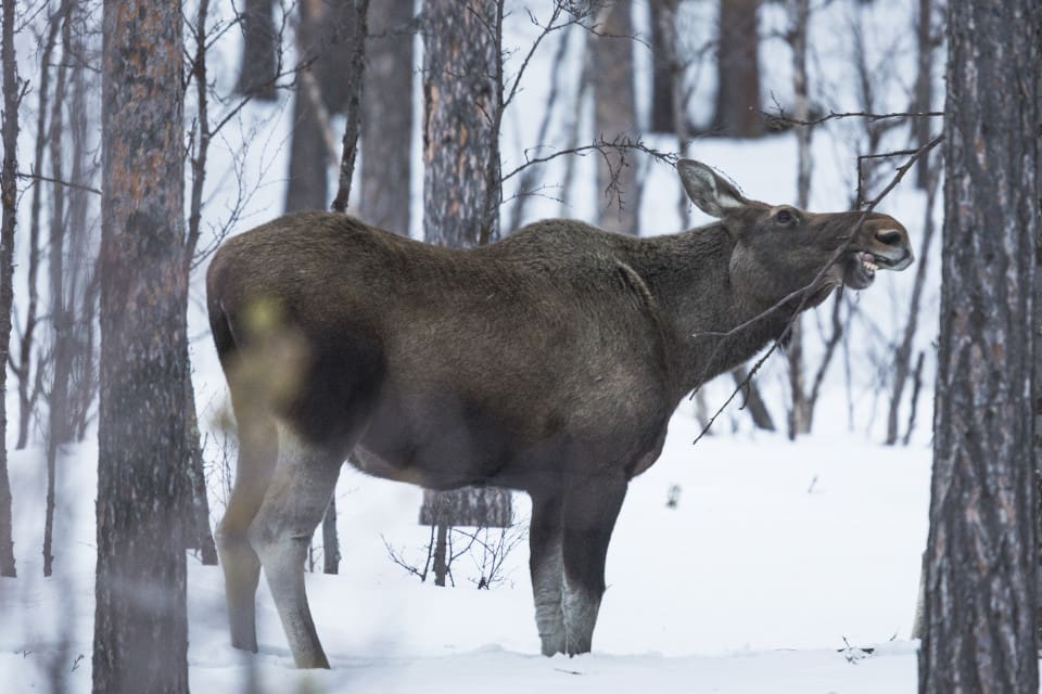 Älgjägarna i Västerbotten når inte upp till avskjutningsmålet.