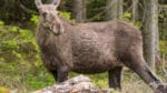 Gränserna för en del älgförvaltningsområden har flyttats, så att de följer naturliga barriärer som regleras i Naturvårdsverkets föreskrifter.