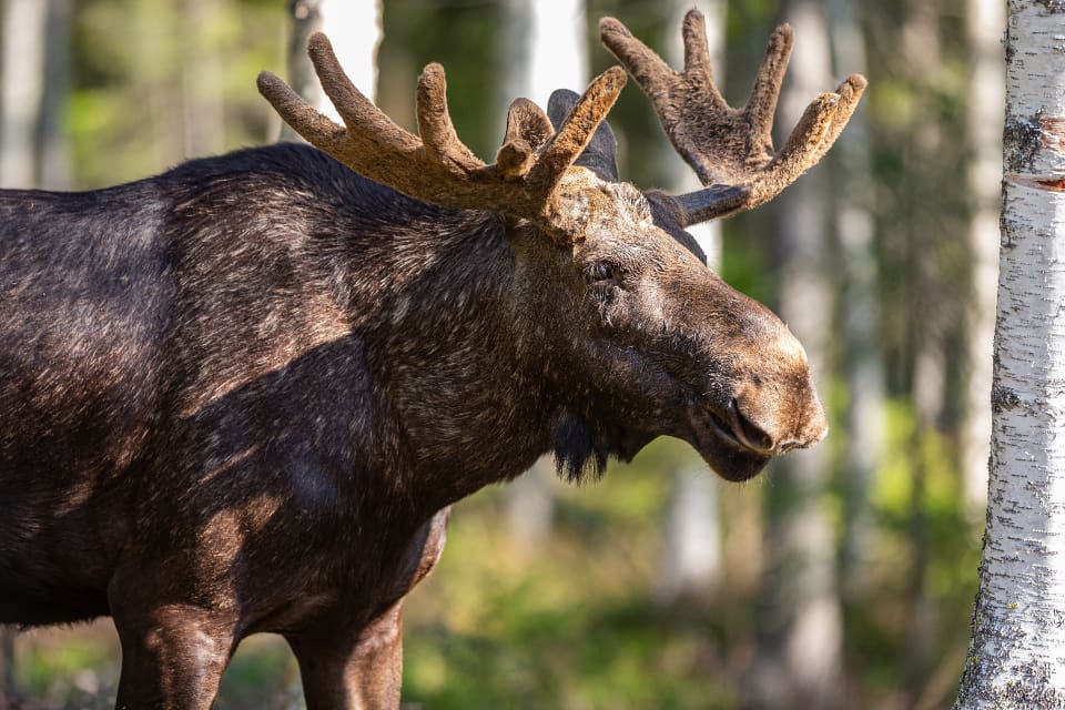Naturvårdsverket uppmuntrar dem som håller i samråd inom älgförvaltningen att inhämta synpunkter på annat sätt än genom fysiska möten.