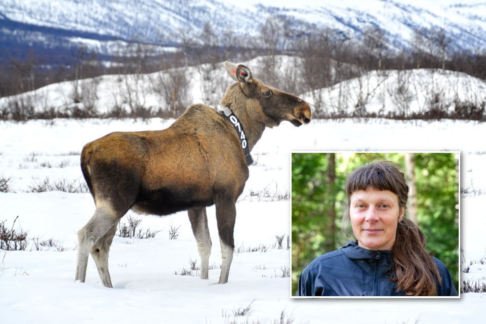 Wiebke Neumann och hennes forskarkollegor utrustade tolv älgkor i Nordmaling med sensorer och gps-halsband.