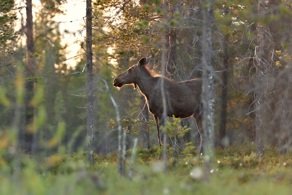 Den som vill delta i älgjakten för enbart kvinnor i Finland behöver ingen tidigare erfarenhet av jakt.