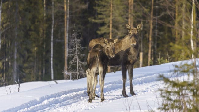 Vid den senaste inventeringen, 2018, fanns det 600 älgar i 12 av de 16 åländska kommunerna.