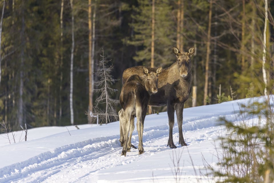 Vid den senaste inventeringen, 2018, fanns det 600 älgar i 12 av de 16 åländska kommunerna.