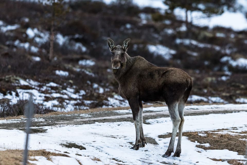 Hjortdjur som drabbas av CWD uppträder onormalt. Sjukdomen leder alltid till döden.