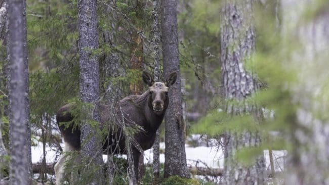 Älgar hör till det vilt som ska finnas i de nya "vilda" danska naturnationalparkerna. Från jägare höjs röster mot det jaktförbud som kommer att gälla i parkerna.