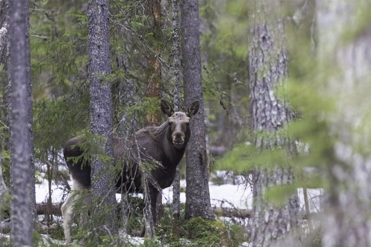 Älgar hör till det vilt som ska finnas i de nya "vilda" danska naturnationalparkerna. Från jägare höjs röster mot det jaktförbud som kommer att gälla i parkerna.