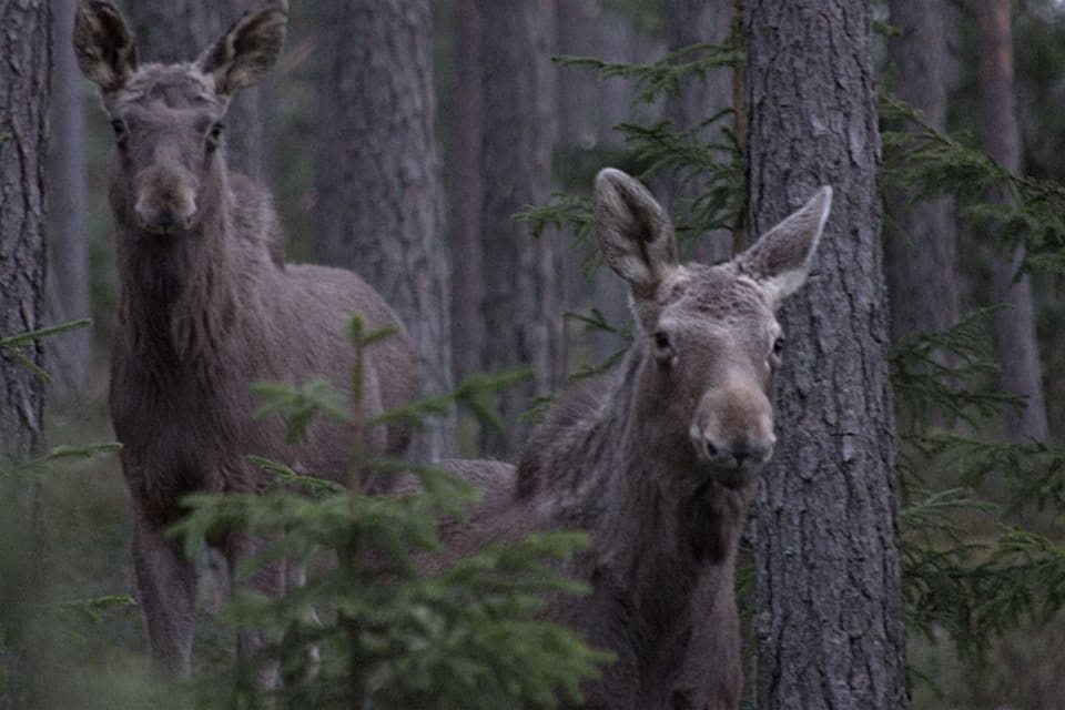 Jägarkritiken mot Sveaskogs agerande angående älgskötselområden har varit häftig, nu svarar bolaget på journalistfrågor.