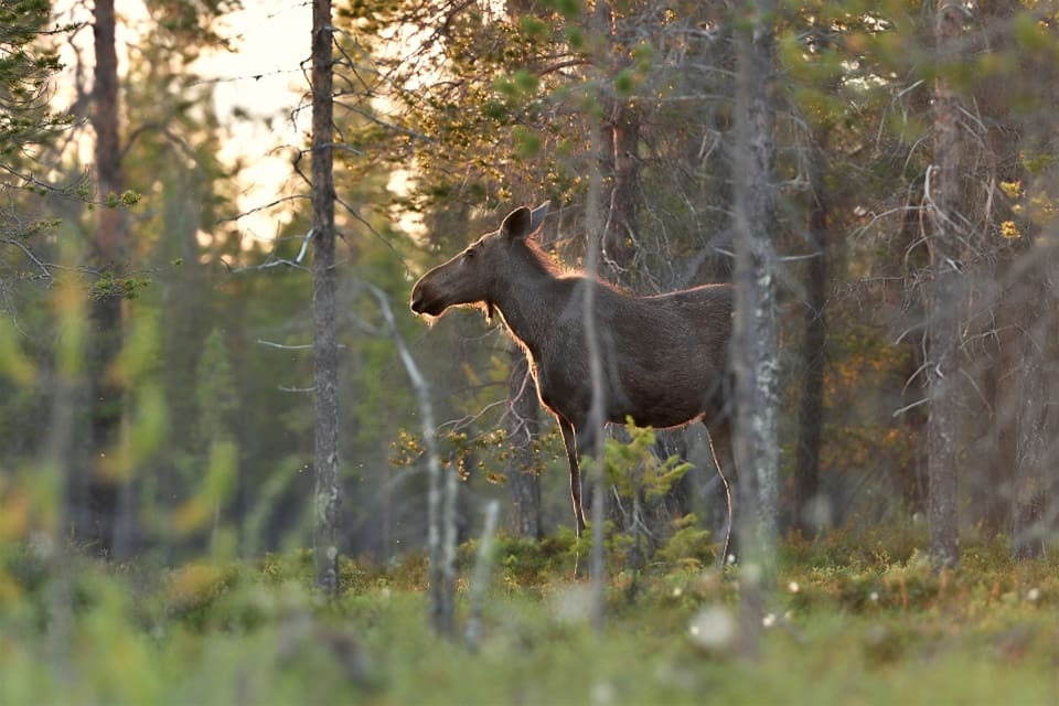 Nu är det dags att söka medel ur viltvårdsfonden, ansökningar med koppling mellan jakt och viltvård prioriteras.
