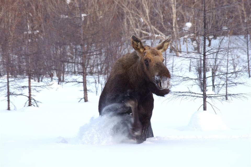 Det är mycket snö och ont om mat i Haparanda skärgård där jaktförbud gäller. Nu höjs kraven på skyddsjakt för att älgarna inte ska behöva svälta ihjäl.