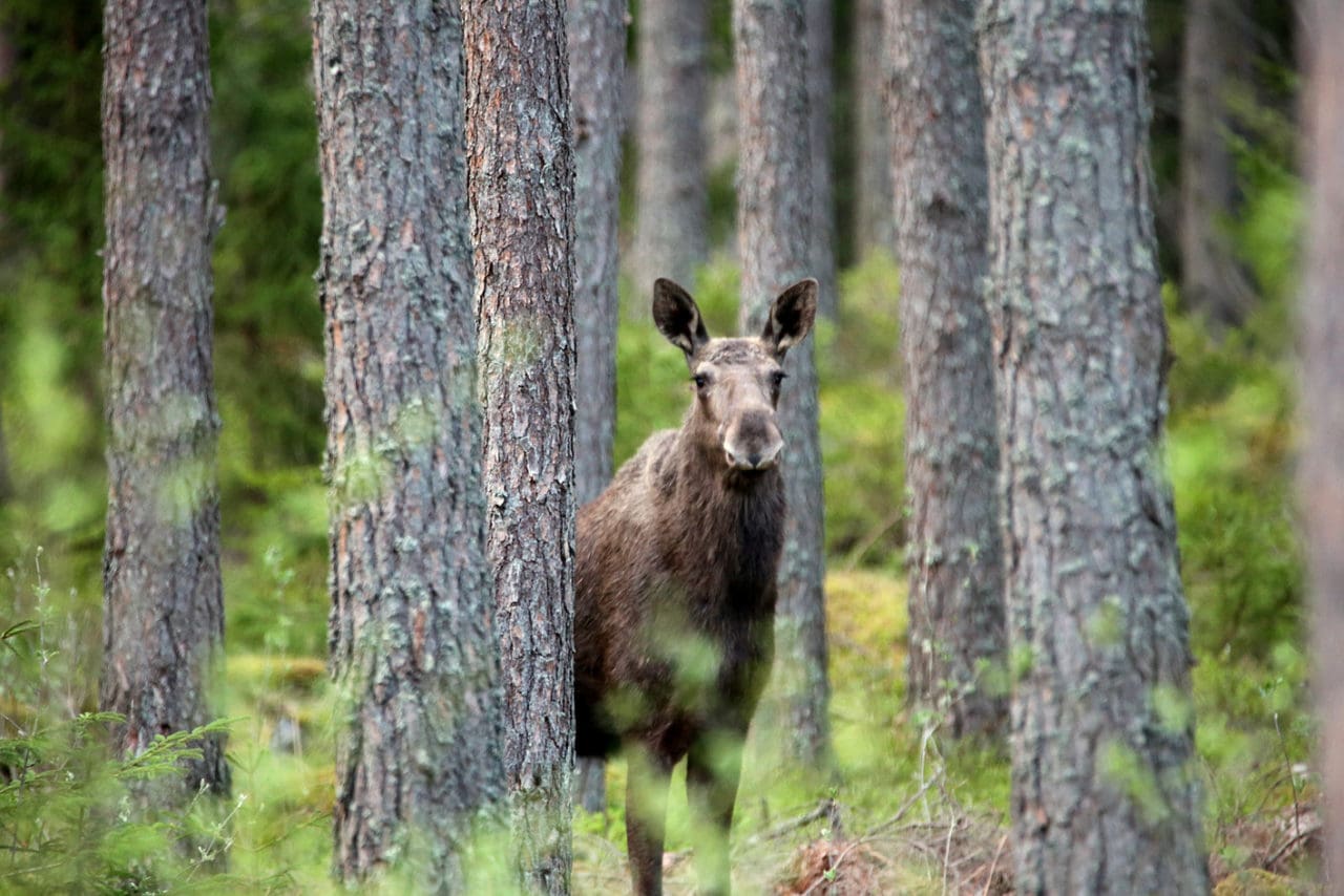 Sverige har världens tätaste älgstam – och världens högsta avskjutning.