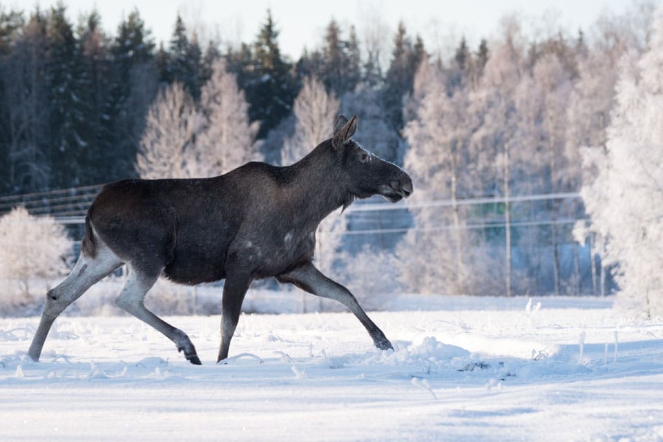 För att underlätta förvaltningen tidigareläggs älgjakten i norra Finland.