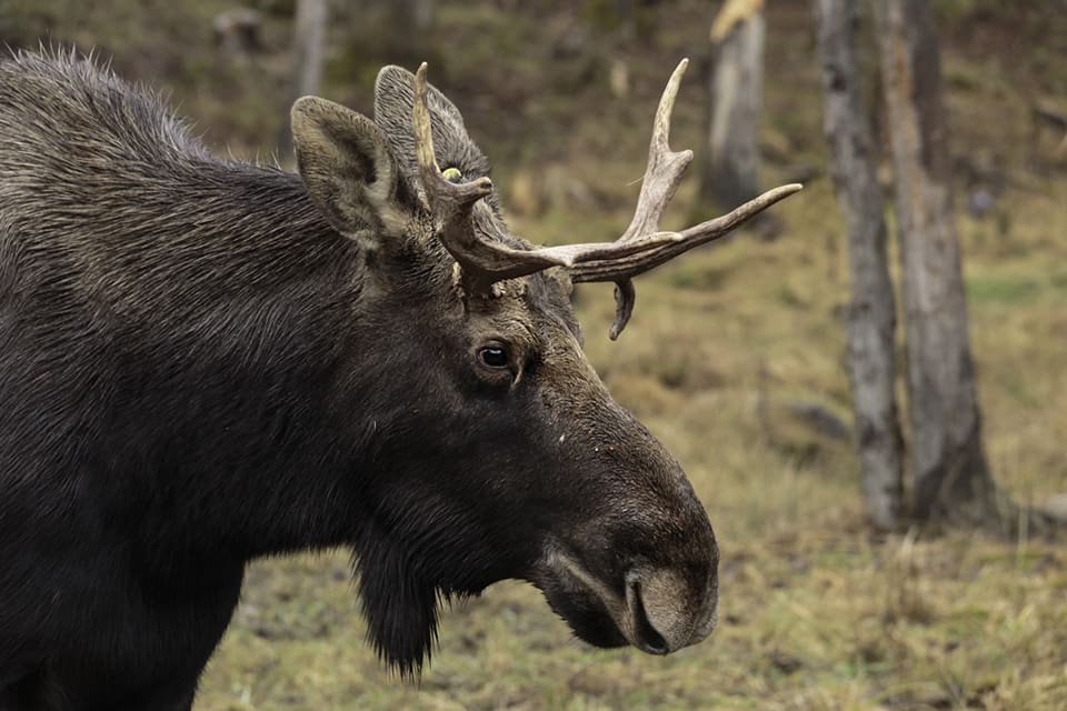 En älg som förirrat sig in i centrala Göteborg avlivades av eftersöksjägare. (Arkivbild)