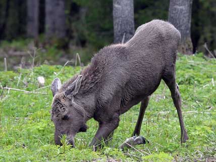 Minskad konkurrens om maten kan ge större effekt på tallskadorna i Götaland än att minska älgstammen, som orsakar skadorna.