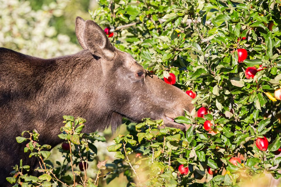 En älgko och hennes kalv sprider oro bland de boende i Höglunda, Filipstad. (Arkivbild)