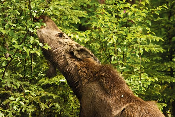I Norrbottens kustkommuner &auml;r betesskadorna orsakade av &auml;lg f&auml;rre i &aring;r &auml;n vanligt.