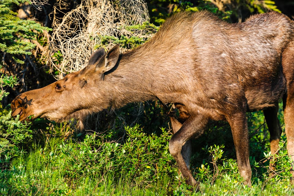 Betesskadorna på ungskogar fortsätter att öka och Skogsstyrelsen vill bryta utvecklingen.