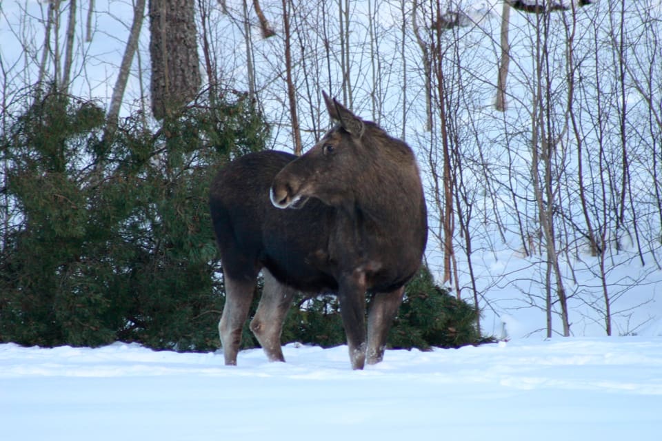 Älgar ställer till problem vid skidbackar I Åre kommun. En 10-årig pojke blev sparkad i ryggen av en älg. (Arkivbild)