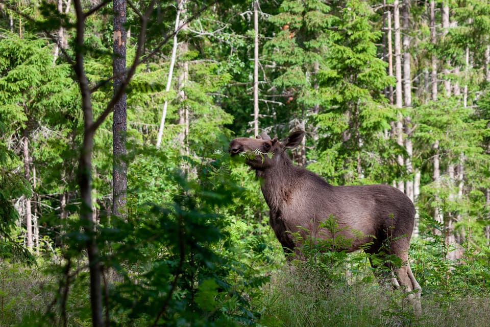 Skogsägarna lämnar Älgförvaltningsgruppen i väst i protest mot att jägarna inte vill öka avskjutningen av älg för att minska betesskador.
