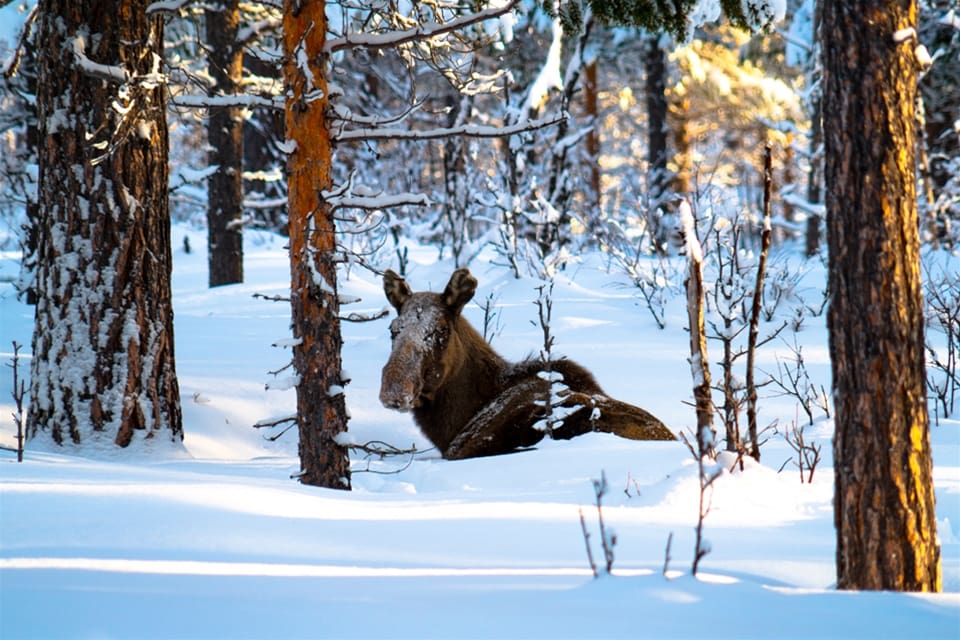 Djupsnö i kombination med hård skare i Långeds viltvårdsområde var något som många upprörda jägare ansåg strida mot god jaktsed.