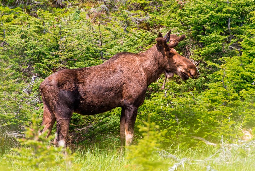 Finska älgar har börjat beta mera gran, vilket får skogsägare att kräva mera jakt.