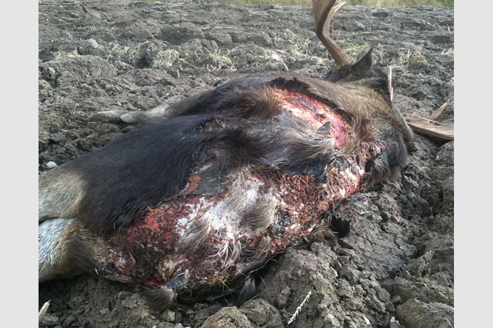 SVA vill att jägare kollar päls och hud på älgar som fälls under årets jakt. Om sår eller blåsor hittas vill de ha prover från älgen.