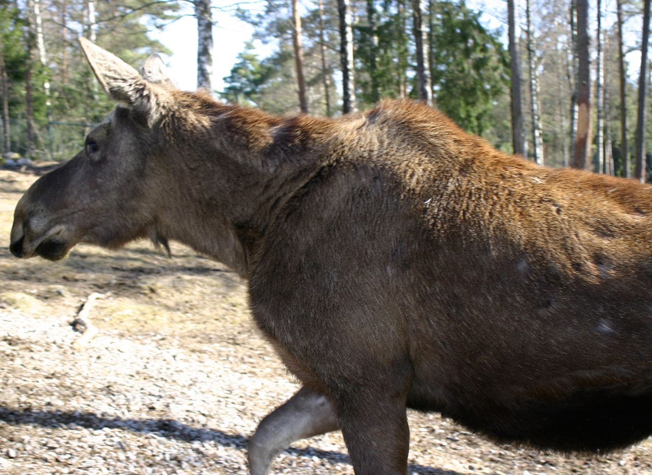 Älgen är i vågskålen. SLU räknar på älgens värde jaktligt sett. Skogsforsk ska presentera nya, mer rimliga, beräkningar hur älgarnas betesskador påverkar inkomsterna efter avverkning av skog.