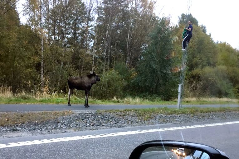 En argsint älg jagade upp en man i en lyktstolpe i Haninge.